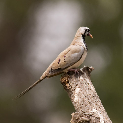 Oena capensis